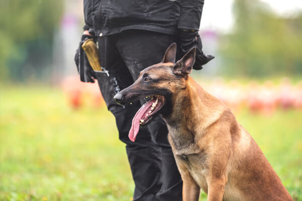 Dog security handlers in Surrey